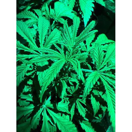 420 friendly Senglea 76