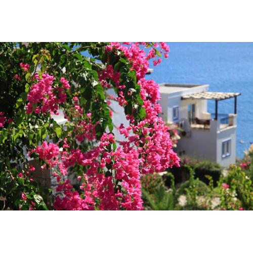 Aktur Residence