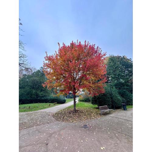 Ambra Central Park - Giulia 19