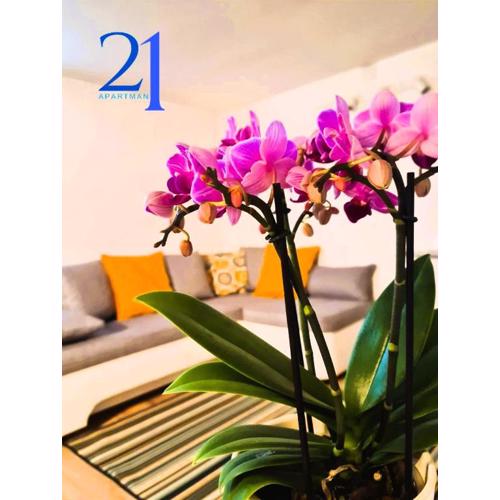 Apartman 21