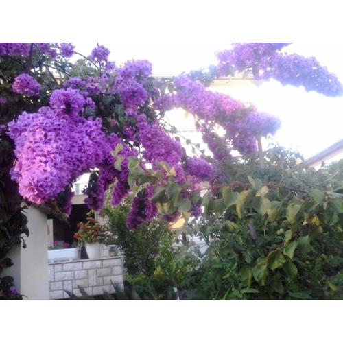 Apartman Branka
