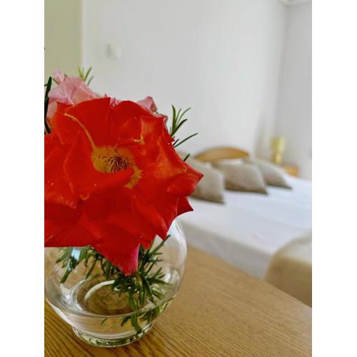 Apartments Alba