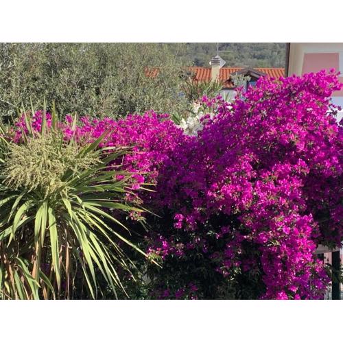 Appartamento Bouganville