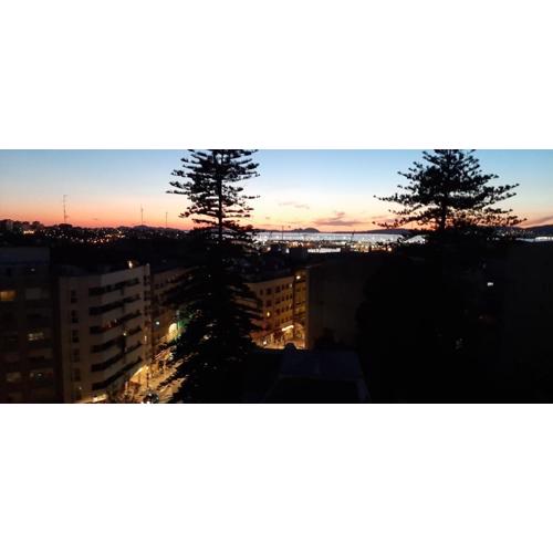 Araucaria