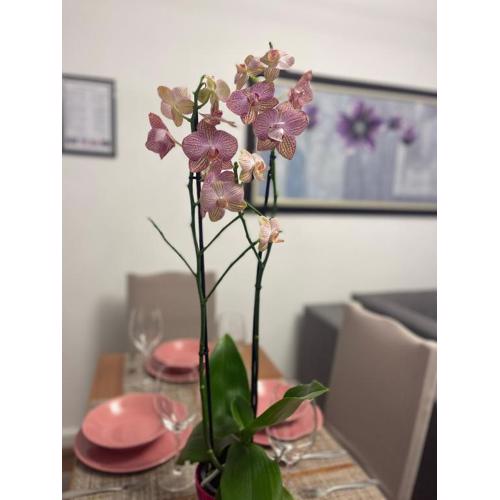 Arteg Apartments - Premium