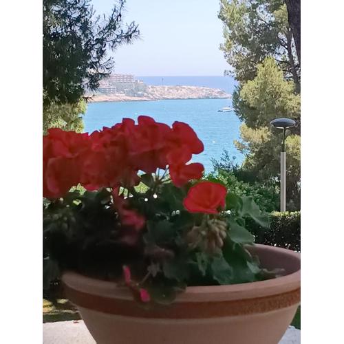 Beach & Flowers Free Parking