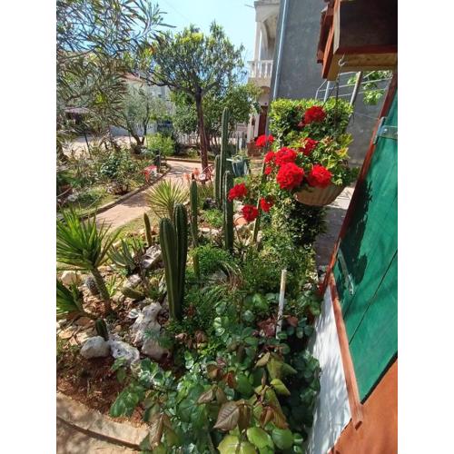 Cactus House Gašpar