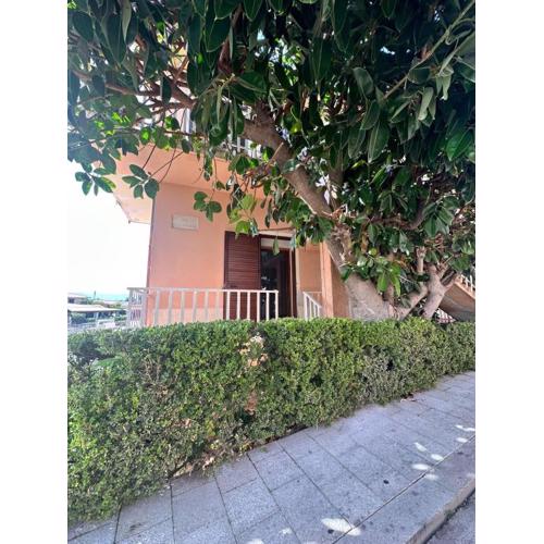 Camera Ficus