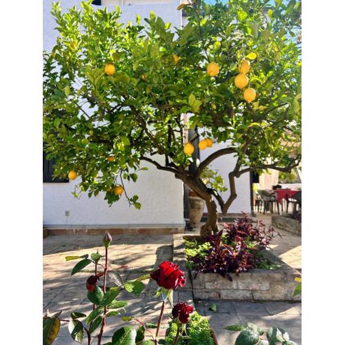 Casa accanto alla spiaggia con giardino e quiete