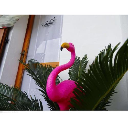 Casa Flamingo House