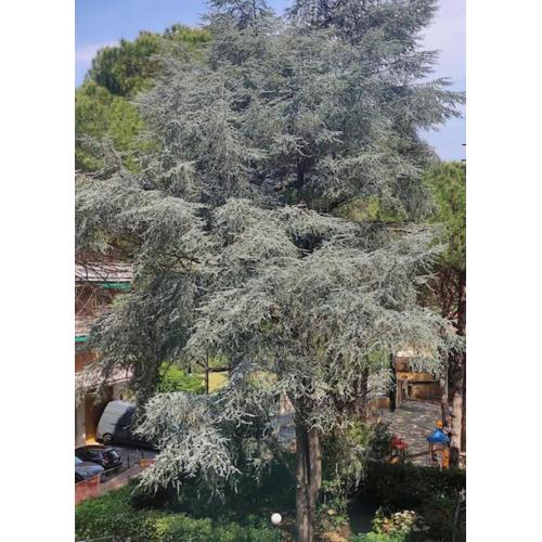 Casa rosa - 3 bdrms - 5 mins walk from the beach