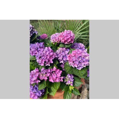 Casetta dei fiori