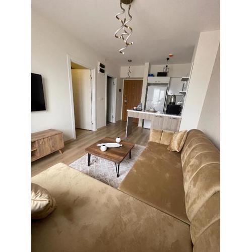 Classic Suite MS33