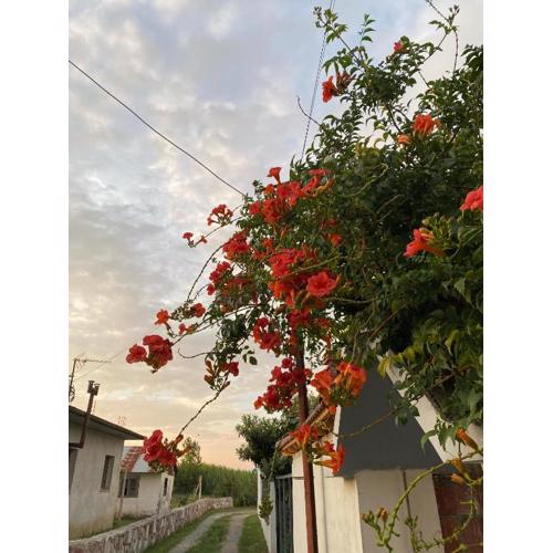 Eli Apartament\