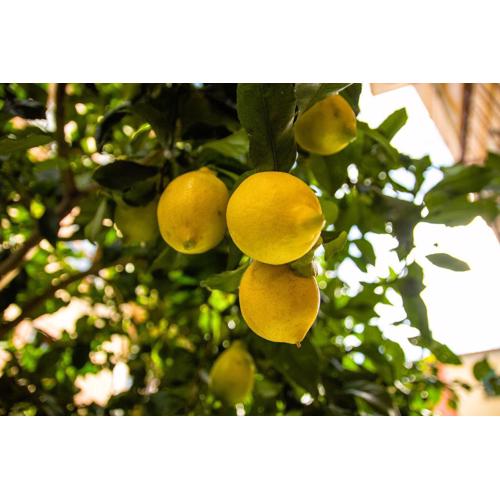 Fior di Limone
