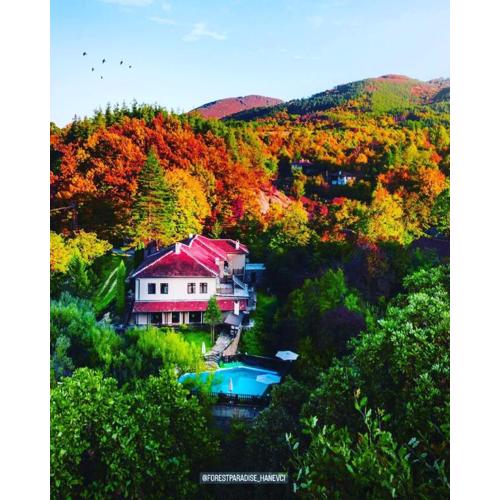 Forest Paradise Hanevci