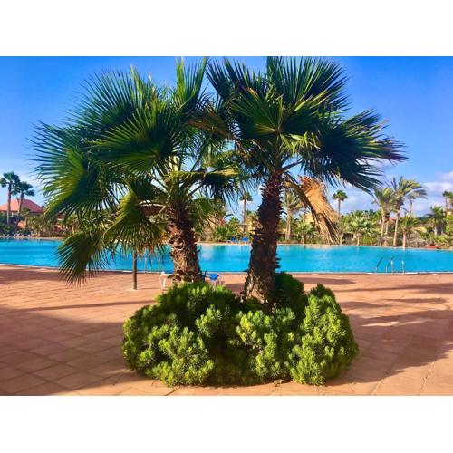 Fuerteventura Apartments Herbania