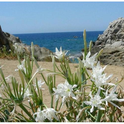 Giglio di mare Marzamemi