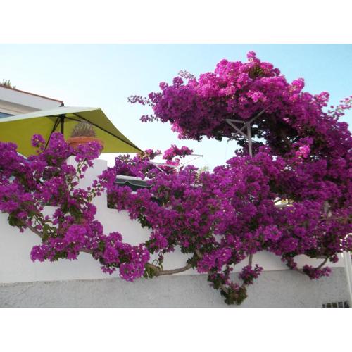 Hotel Villa Cecilia