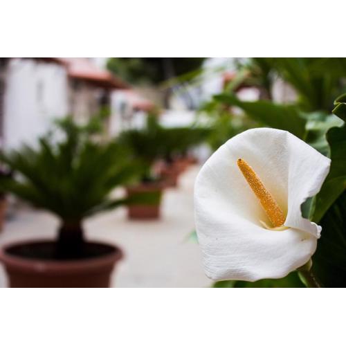 i giardini di edicart