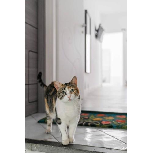 Il gatto Franco