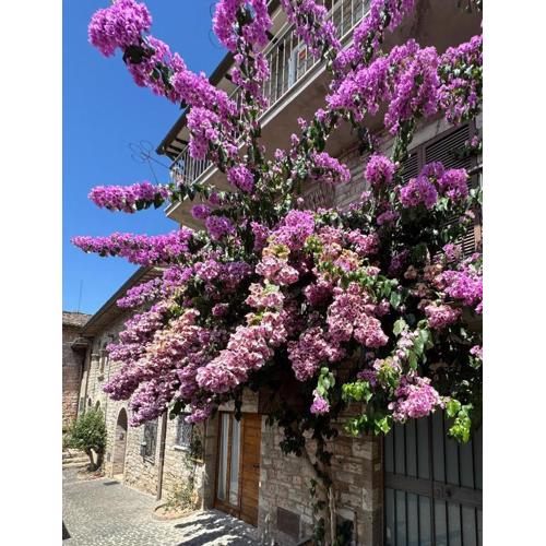 La Bouganville
