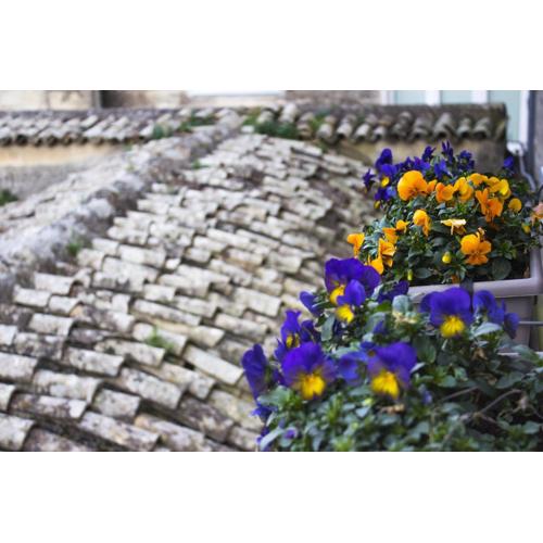 Le Violette