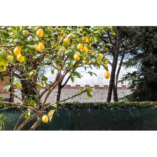 Lemon House GREEN