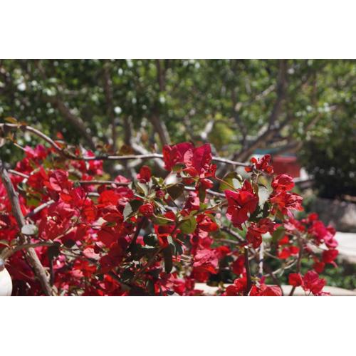 Les Jardins De Santa Giulia - Charmante chambre d\
