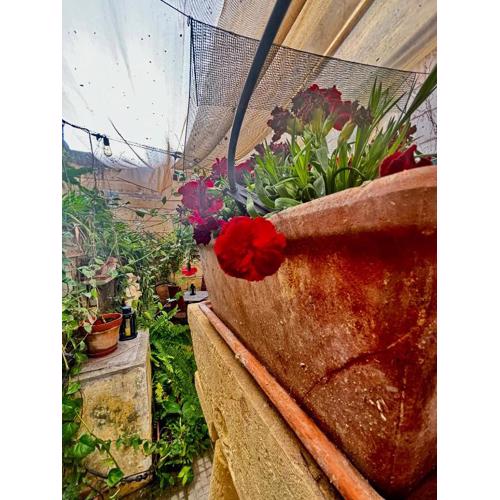 Lilac - Authentic Shared Maltese Home