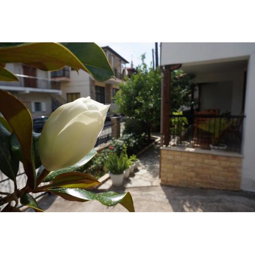 Magnolia