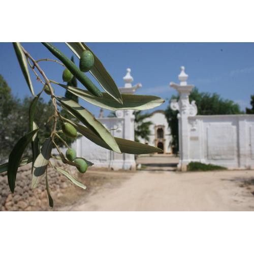 Masseria Maccarone