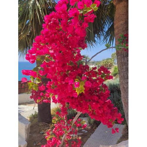 Mediterranean Sunset 2 bedroom bungalow with breathtaking sea views