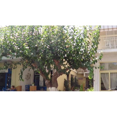 Mouroukis Rooms