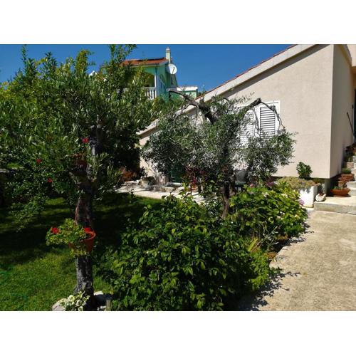 Olive grove