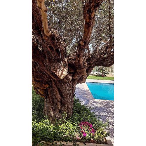 Olive Sense Villa with jacuzzi and sauna
