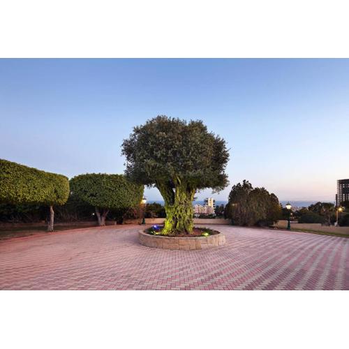 Olive Tree Apartments