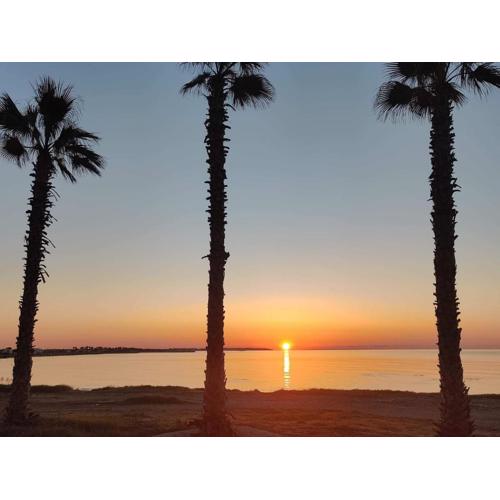 Palm garden paradise