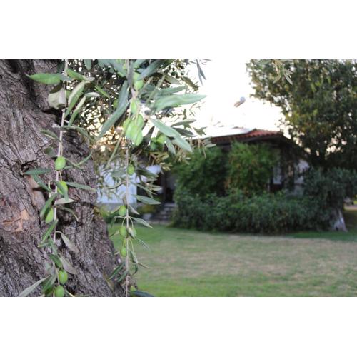 Patroudis House