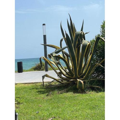 Purisima sea view