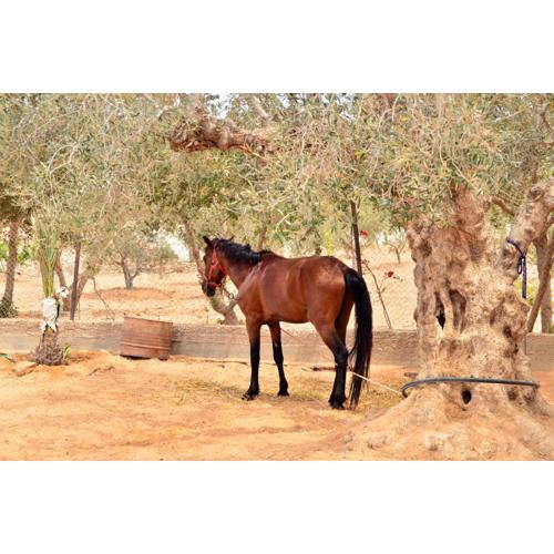 Ranch Tanit Djerba