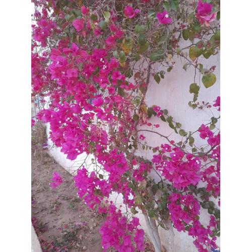Residence Nour douz