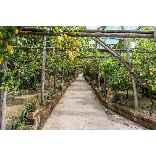 Romantic Garden