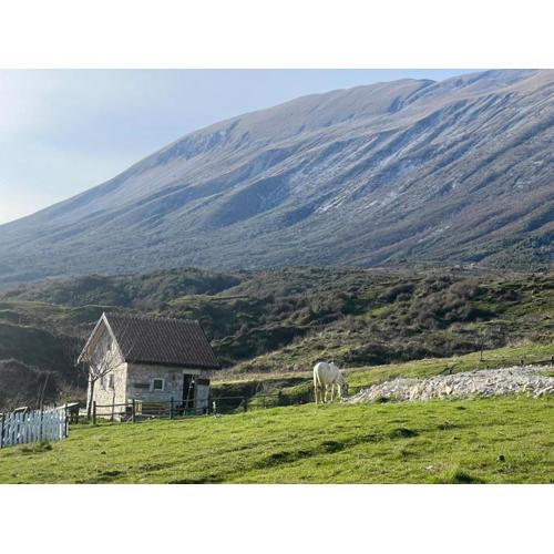 Saffron House Nivica