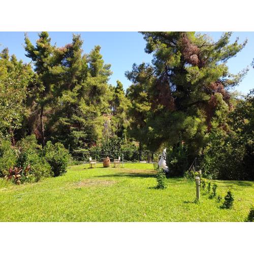 Sani forest house