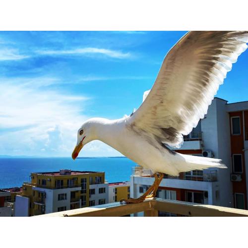 Sea View Panoramic Apartments, Fort Noks Crown Club