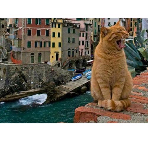 Stella di Rio 5 terre riomaggiore