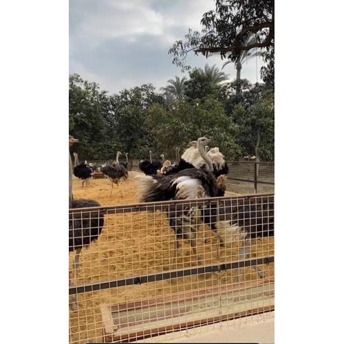 Sultan\