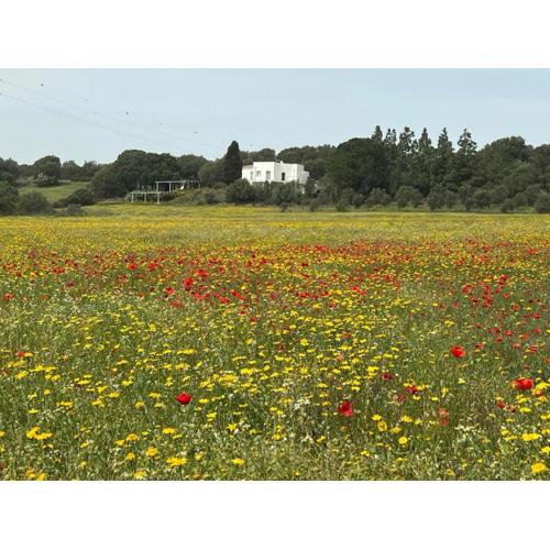 Sustainable Farmhouse Near Costa Smeralda