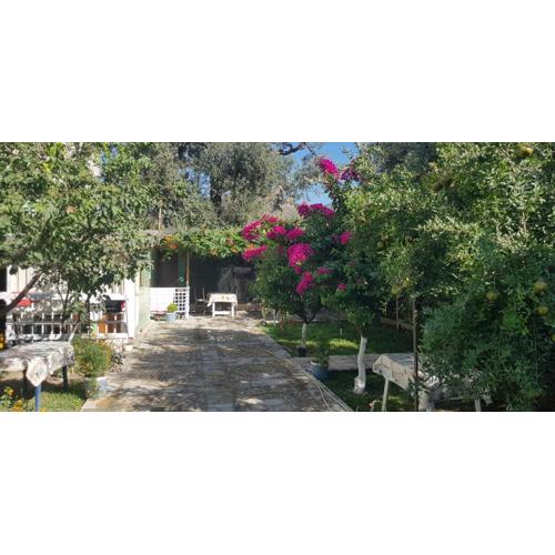 The Olive Grove